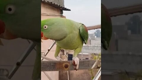 Lovely Parrot