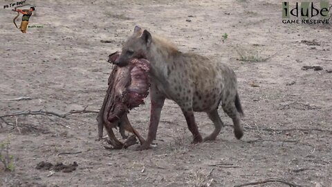 Hyena Clan With A Scavenged Impala