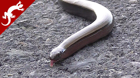 Slowworm - Anguis fragilis