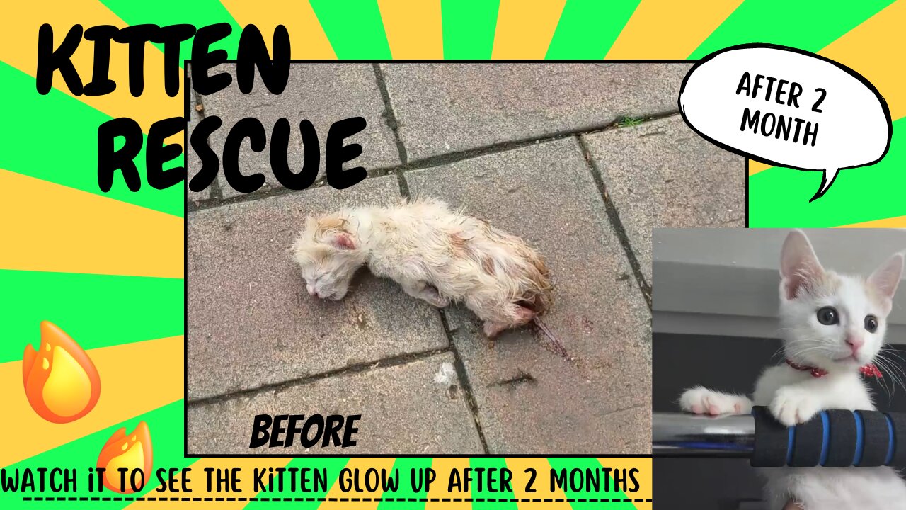 Kitten Rescue Before and After-Oh no! look how this kitten was crying for help!