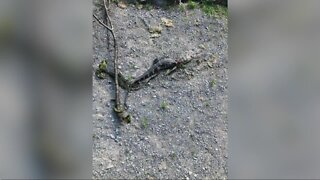 NYSP find 2 alligators found in Clarence Town Park