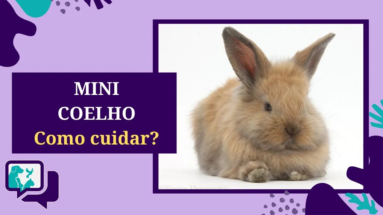 COMO CUIDAR DE MINI COELHO