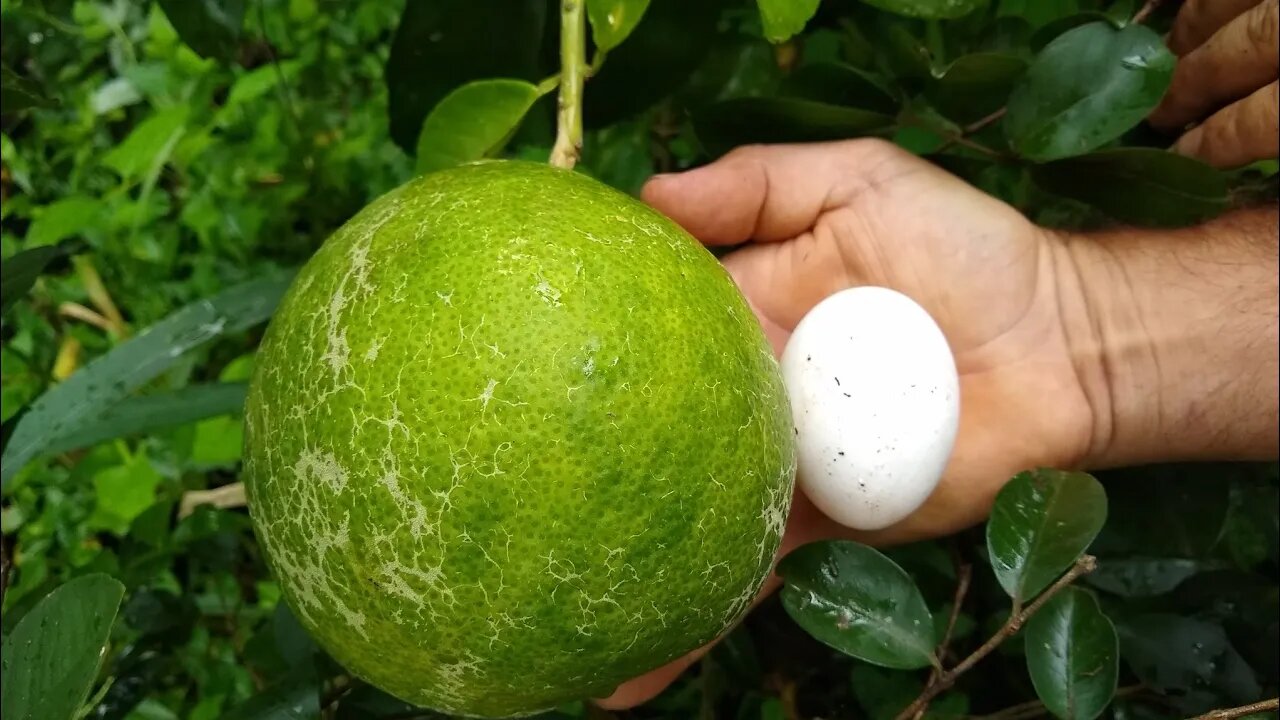 frutíferas produzindo acerola Okinawa goiaba de quilo toranja picles atemoia caqui araçá boi iogurte