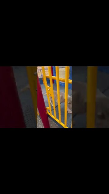 Solid nerves on this little guy #bandogs #catchdog #protectiondogs #workingdog #americansentinelk9