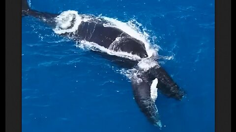 Mother and Baby Hump Back Whales - HaloRockNews