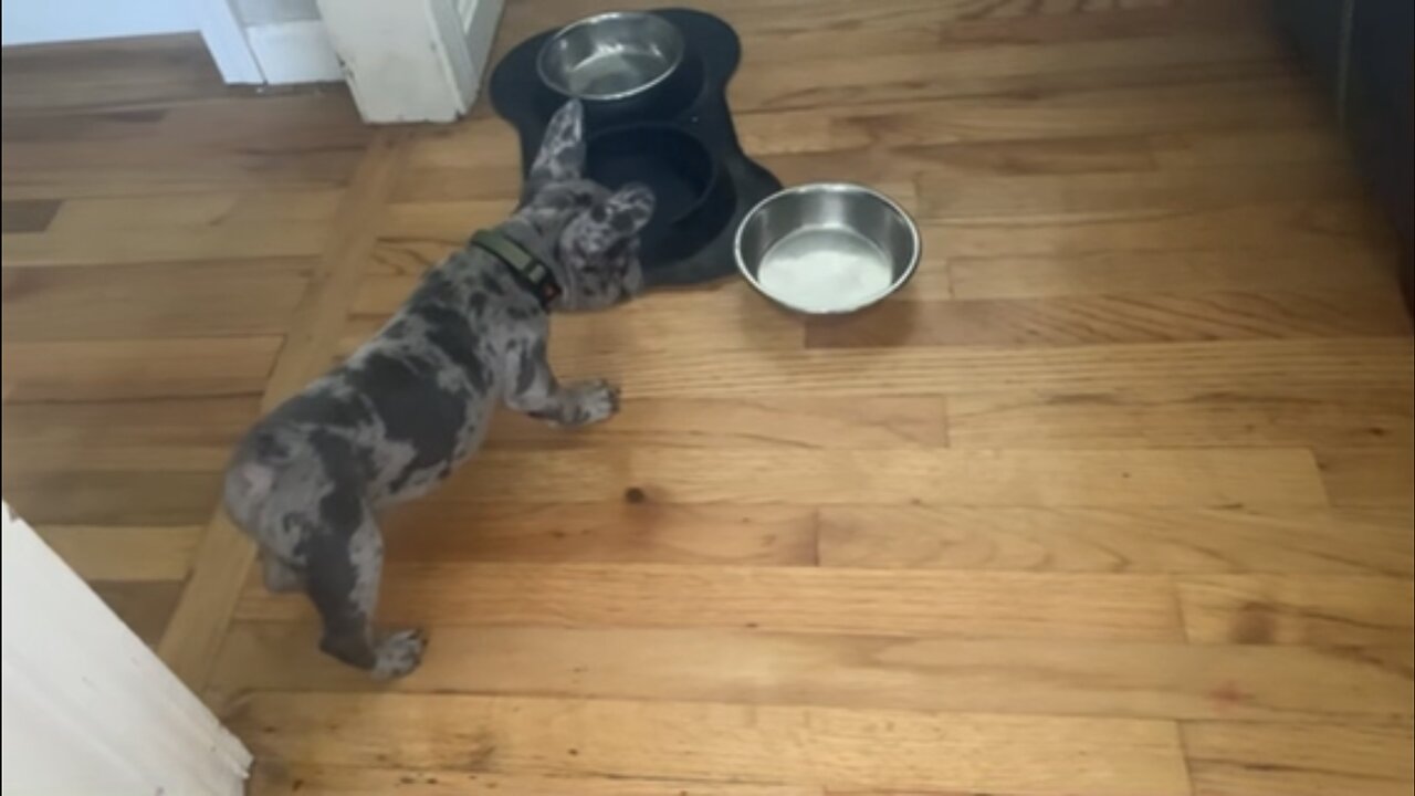 Puppy must destroy his evil food bowl !!! 😈