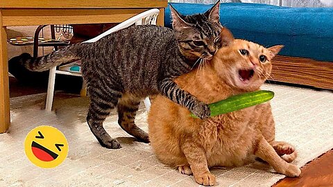 Best Funniest Cats 😹 - Don't try to hold back Laughter