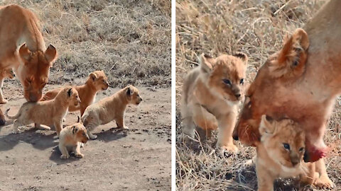 The lion is going hunting with his cubs