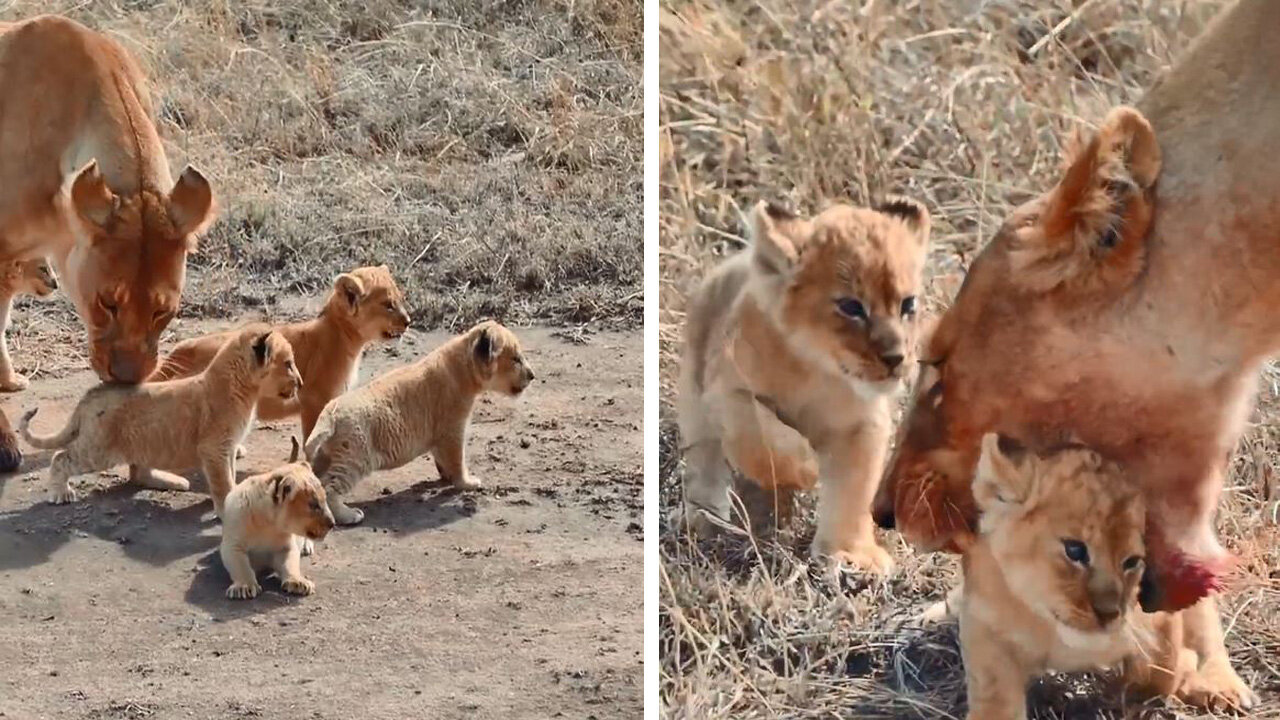 The lion is going hunting with his cubs