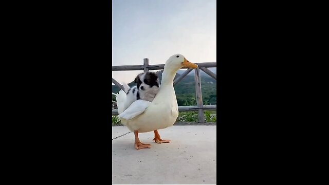 🐕🦆Funny Animal Videos 🦆🐕-