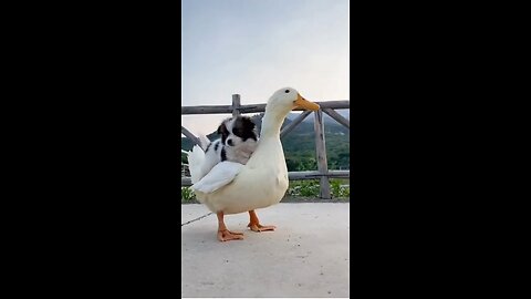 🐕🦆Funny Animal Videos 🦆🐕-