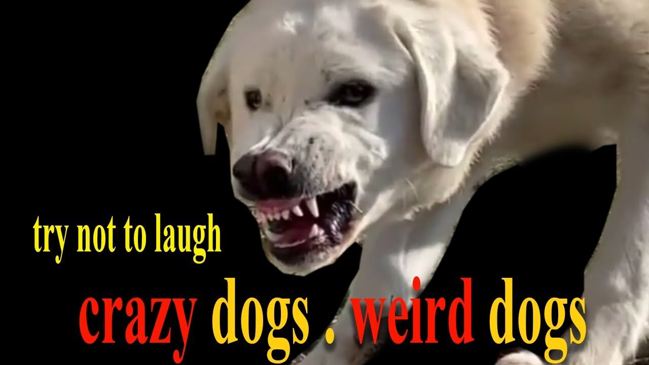 try not to laugh .. crazy dogs . weird dogs