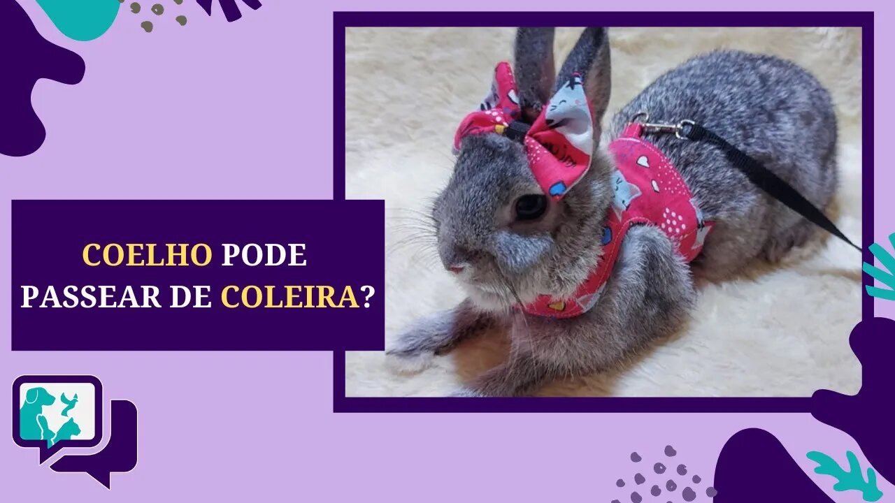 COELHO na COLEIRA. Você Pode Passear com um COELHO?