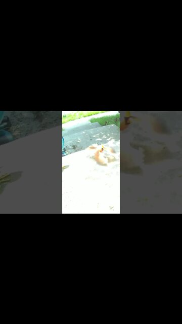 Cardinal Flying In Slow Motion #Shorts 🌻