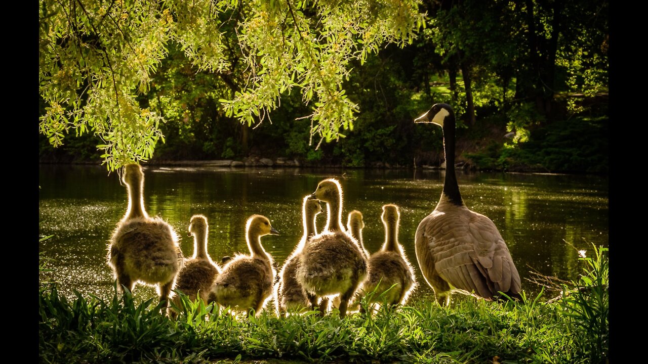 Good Manners with Daniel Post Senning