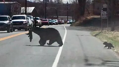 Watch this mother bear trying to take her kids across the road