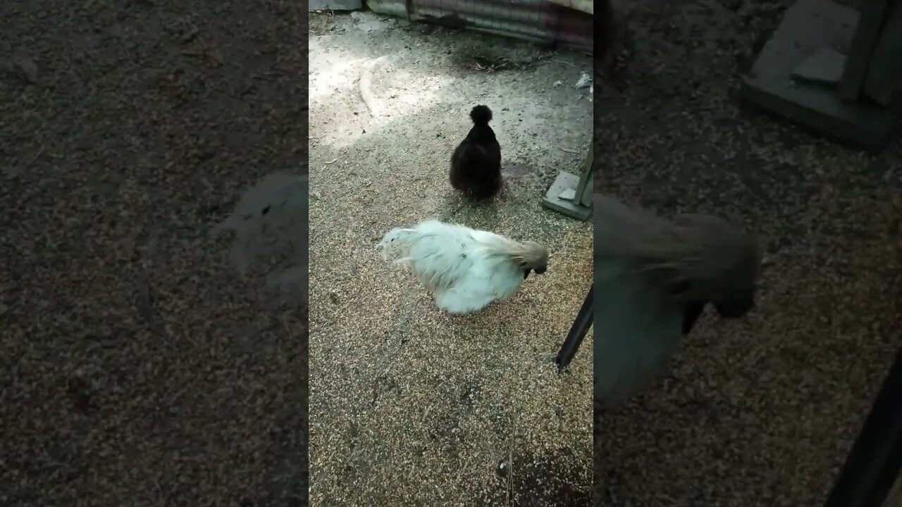 Silkie Rooster doing his dance for his hen