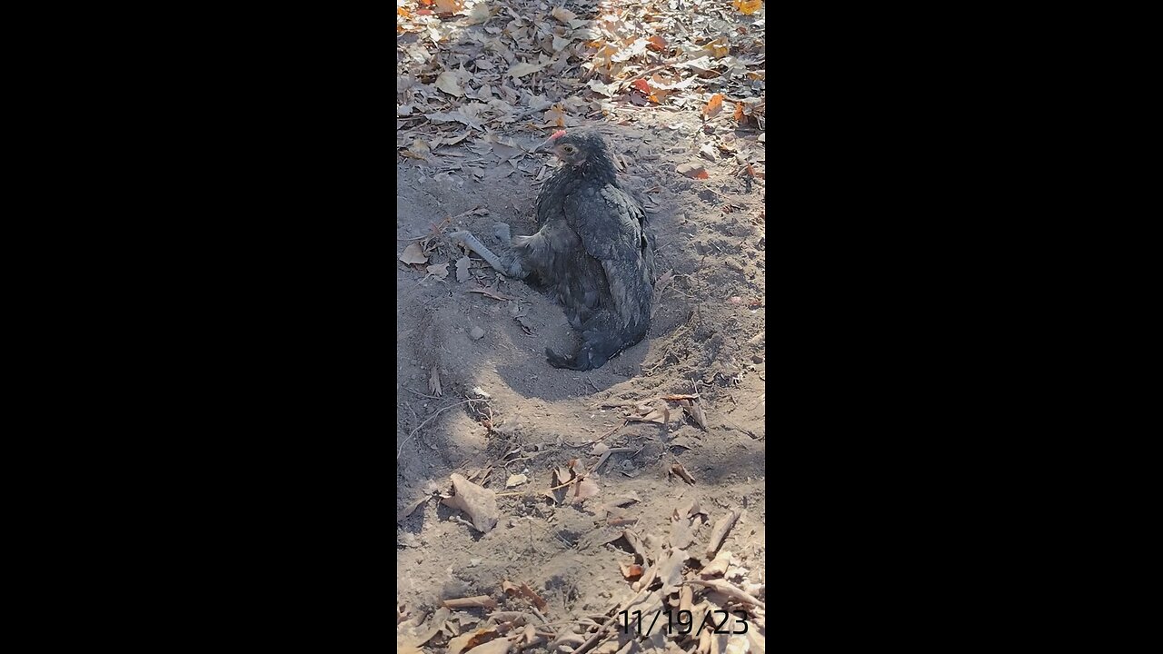 Some up close dust bathing.