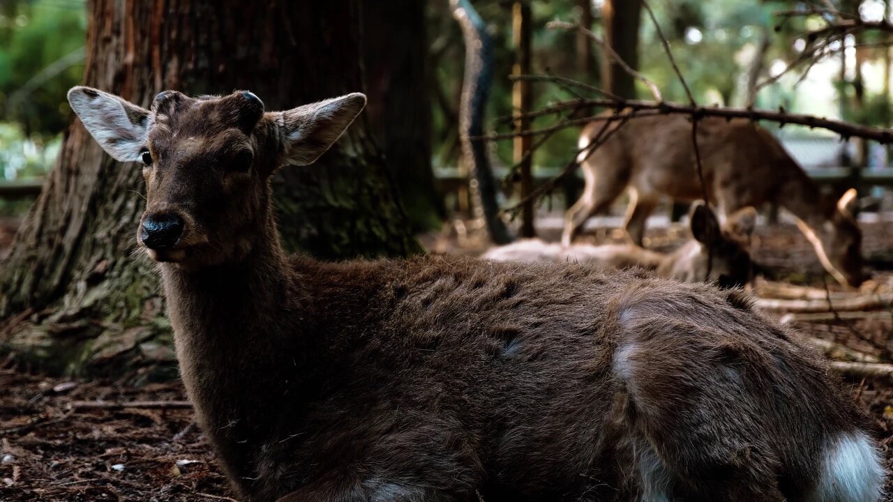 Welcome to NARA, JAPAN - 4K