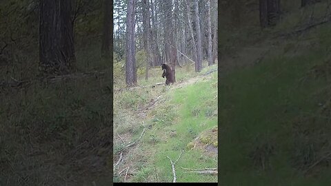 #blackbear #backscratching #scratchit #montanalife #bears #bearsofinstagram #livingthedream #montana