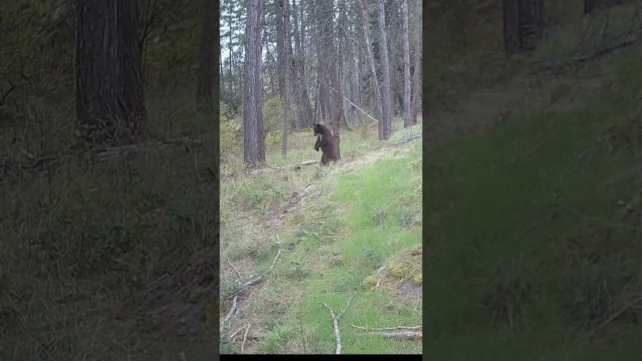 #blackbear #backscratching #scratchit #montanalife #bears #bearsofinstagram #livingthedream #montana