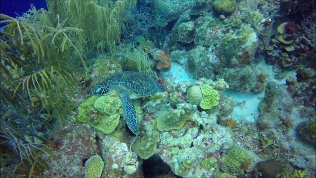 DIVING KARPATA 🏖️