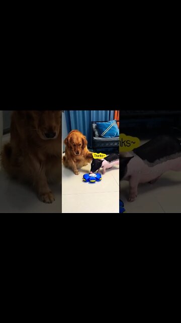 Pig: I'm not a human, but you are real dogs #Shorts