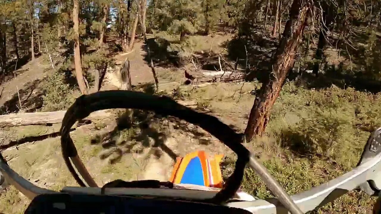 Found a nice barely used trail in some magical forest!