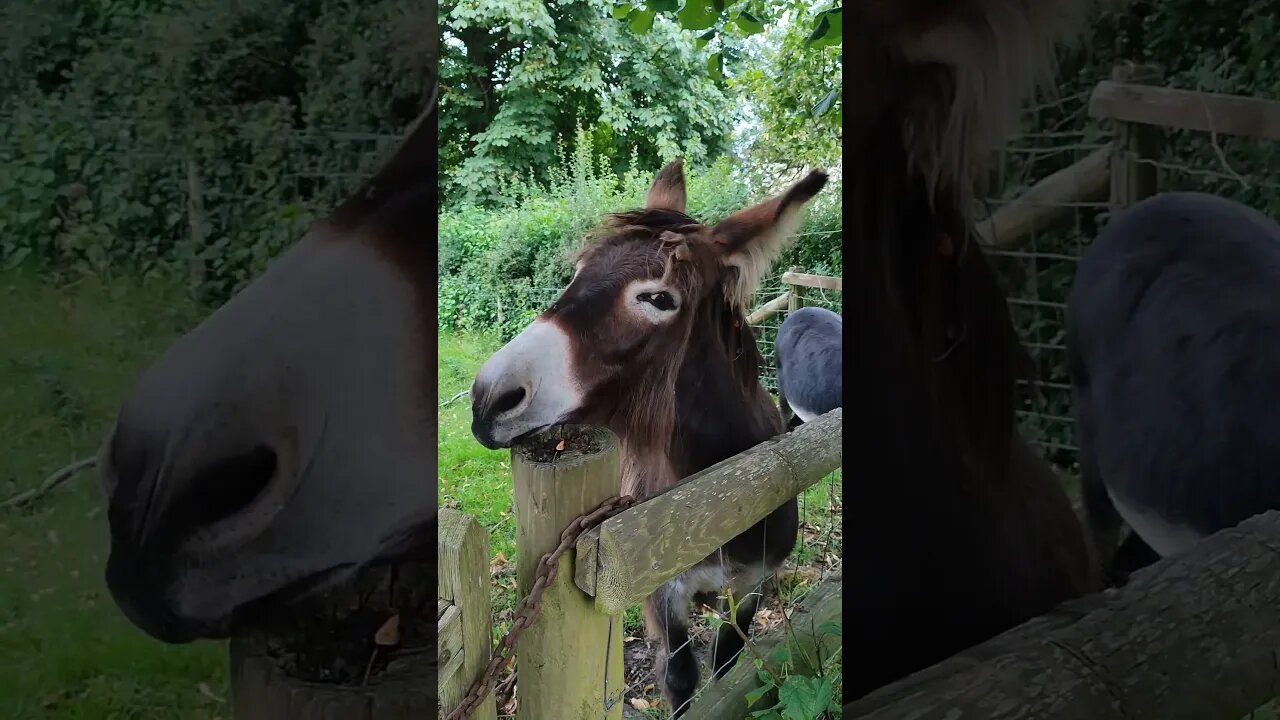 Donkey Feeding time