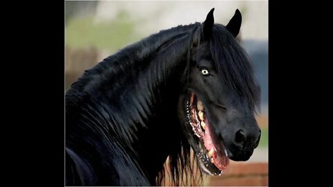 The Silliest Things Scare Horses - Horses So Attuned To Changes Get Fearful Over Rubber Mats