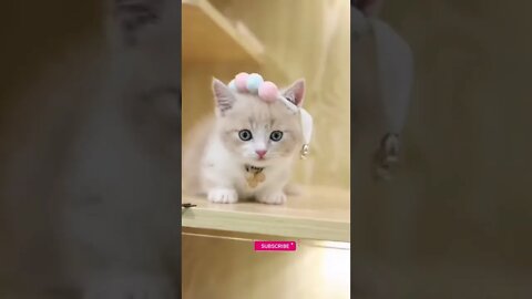 funny cat videos | cute cat videos| cute animals funny cats #shorts #shortsfunny #cutecat #funnycat