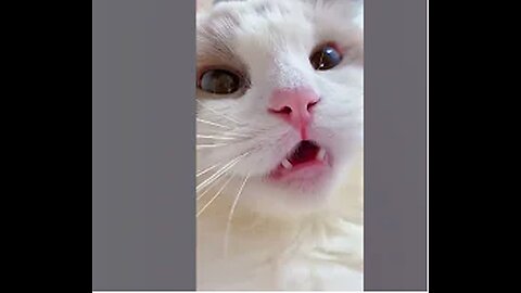 Best Funny Cat Videos | Funniest Cats | Funny Animal Videos | Best Services |