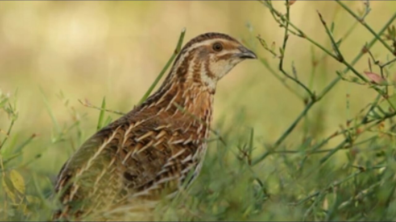 Batair ki awaz subha|Quail calling at sunrise