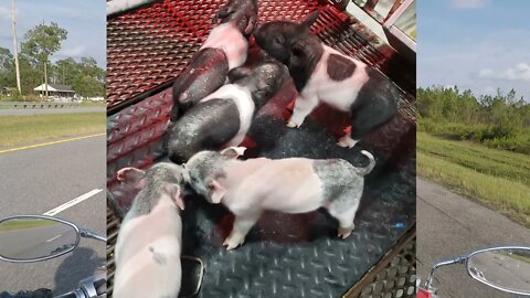 5 Little Piggies Survived the First Night!