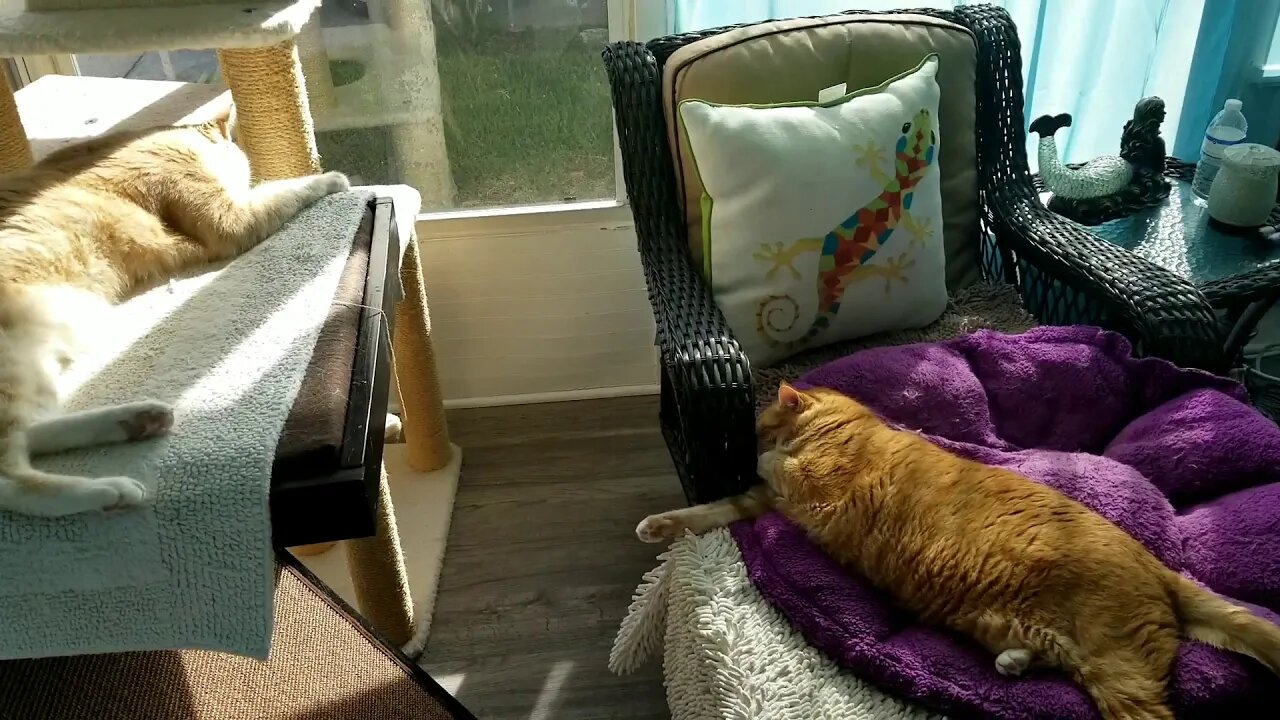 Fearless Cats Nap While I Vacuum