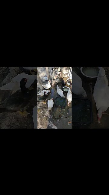 Good Morning New Muscovy girls #muscovyduck #ducks#muscovyducks #muscovy