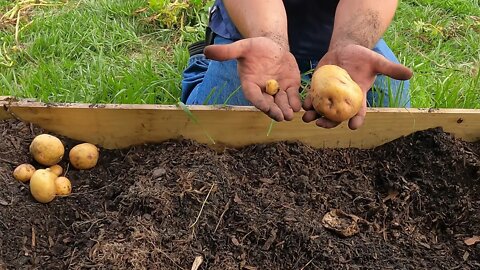 Grow your own food now! | Harvesting potatoes out of our raised bed garden