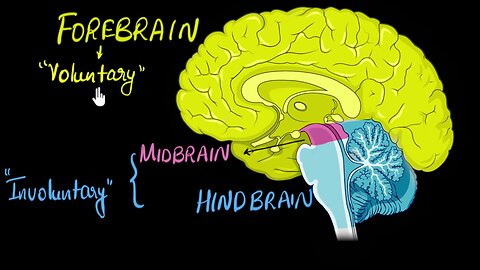 Brain: Parts & functions (Fore, mid & hind) | Control & Coordination | Biology