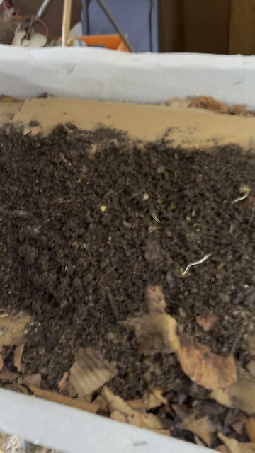 Red Wigglers Are Multiplying