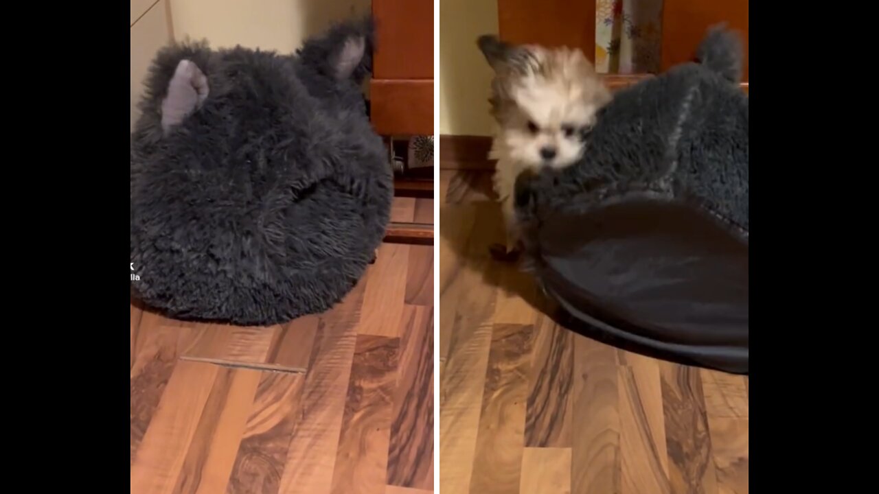 The shitzu puppy is fighint with his bed