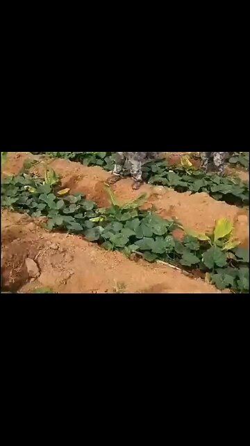 Coming to the West soon?