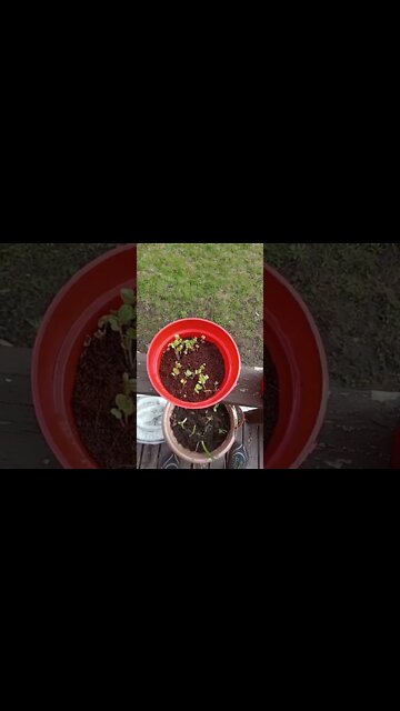 A slightly lazy approach to growing radishes