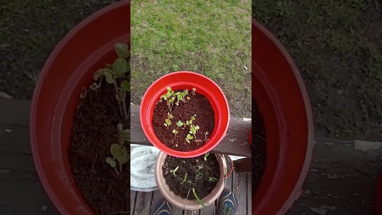 A slightly lazy approach to growing radishes