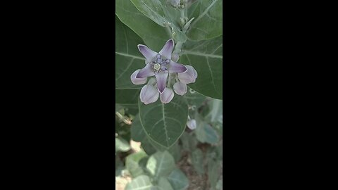 medicine tree,always helpful