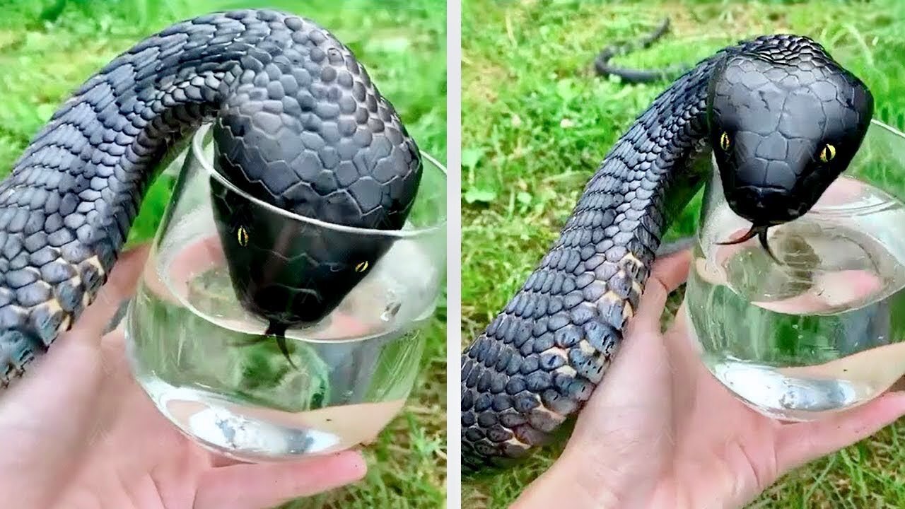 The FUNNIEST ANIMALS I Could Find On The Internet