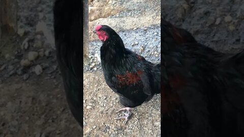 Rooster crows then poops