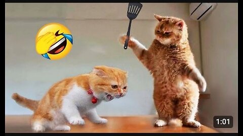 Funny animals video #funny