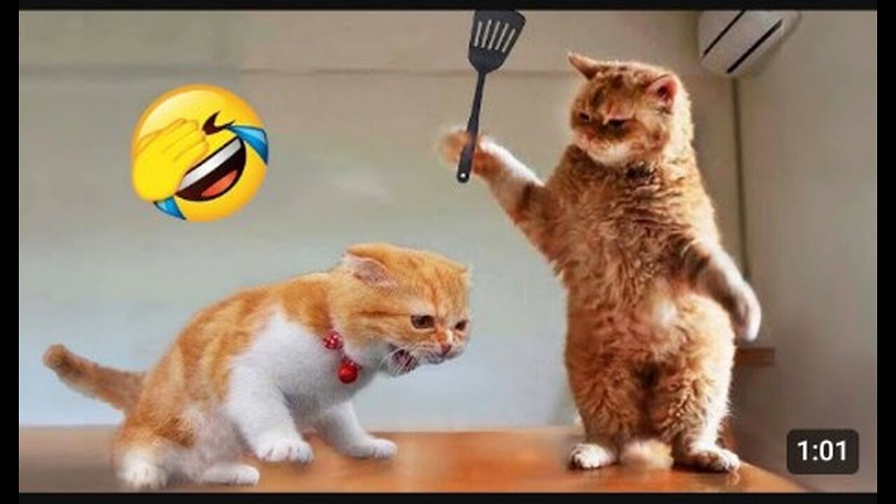 Funny animals video #funny