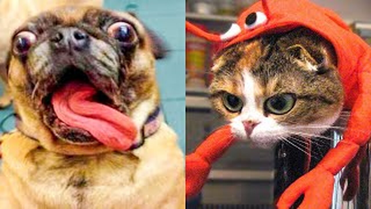 New Funny Animals 🤣 funniest cats and dogs videos 🙀🐕