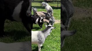 Goats are such fun animals